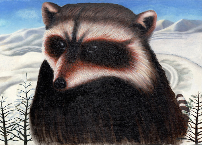 racoon in snow